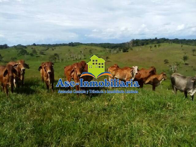 #279 - Granja  Finca para Venta en El Paujil - CAQ - 2